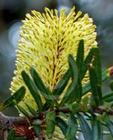 Banksia marginata