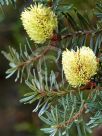 Banksia marginata