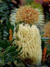 Banksia marginata