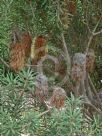 Banksia marginata