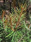 Banksia marginata