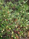 Banksia marginata