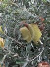 Banksia media