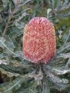 Banksia menziesii