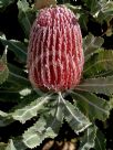 Banksia menziesii