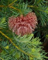 Banksia nutans