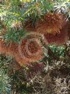 Banksia nutans