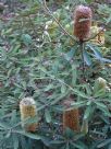 Banksia oblongifolia