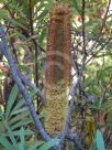 Banksia paludosa