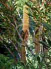 Banksia paludosa