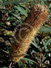 Banksia paludosa