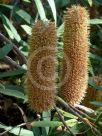 Banksia paludosa