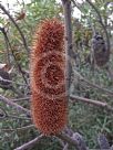 Banksia paludosa