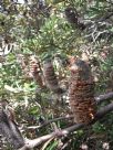 Banksia paludosa