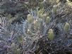 Banksia pilostylis