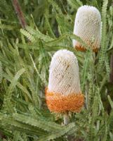 Banksia prionotes