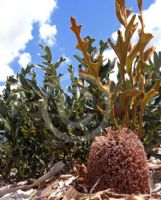 Banksia repens