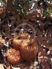 Banksia repens