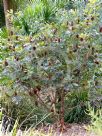 Banksia robur