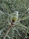 Banksia speciosa