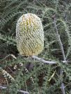 Banksia speciosa