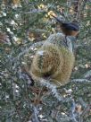 Banksia speciosa