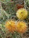 Banksia sphaerocarpa