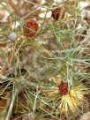 Banksia sphaerocarpa