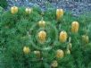 Banksia spinulosa spinulosa Birthday Candles