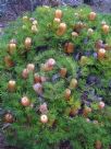 Banksia spinulosa spinulosa Birthday Candles