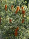 Banksia Giant Candles