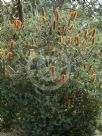 Banksia Giant Candles