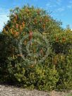 Banksia Giant Candles