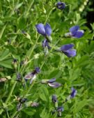 Baptisia australis