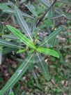 Barleria lupulina