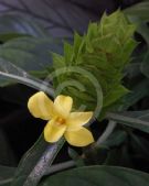 Barleria oenotheroides