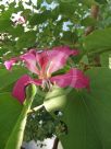 Bauhinia blakeana