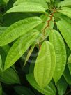 Bauhinia kockiana