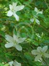 Bauhinia natalensis