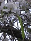 Bauhinia variegata Candida