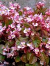 Begonia semperflorens-cultorum