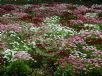 Bellis perennis