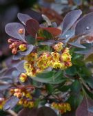 Berberis ottawensis purpurea Superba