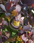 Berberis thunbergii atropurpurea