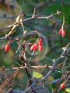 Berberis thunbergii atropurpurea