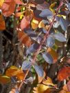 Berberis thunbergii atropurpurea