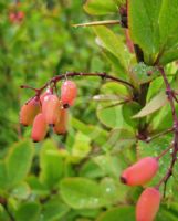 Berberis vulgaris