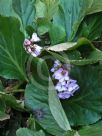 Bergenia stracheyi