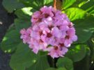 Bergenia schmidtii