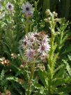 Berkheya purpurea